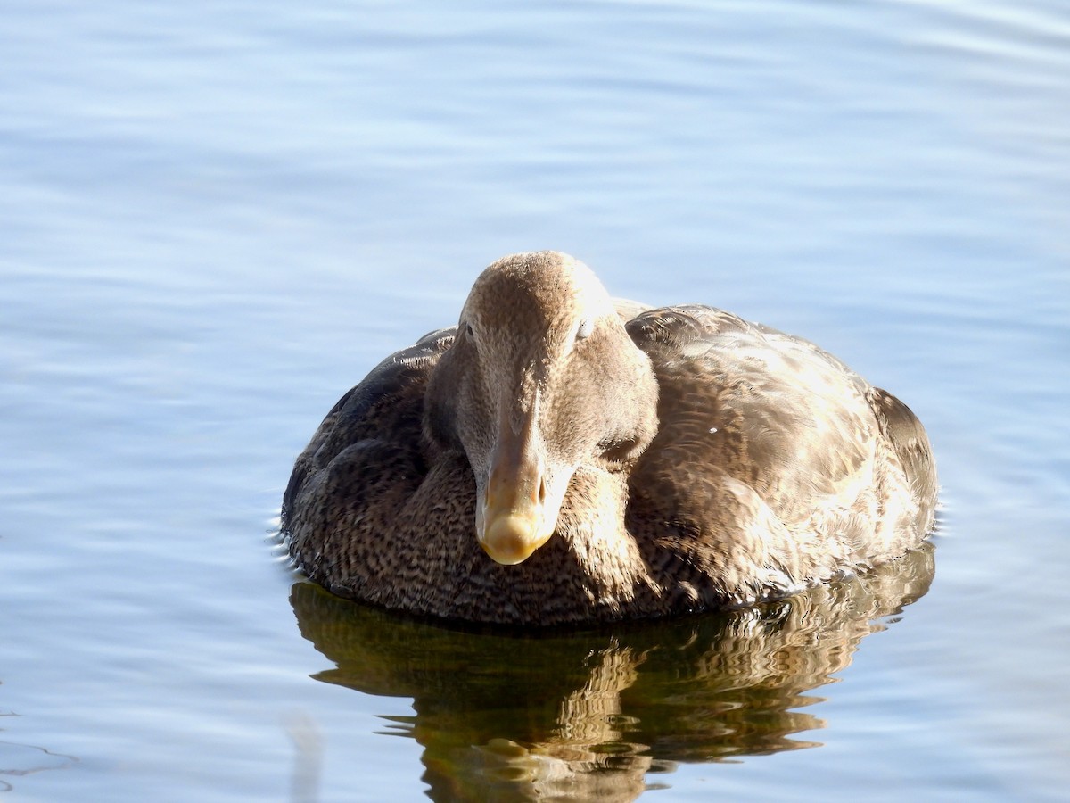 Common Eider - ML646714069