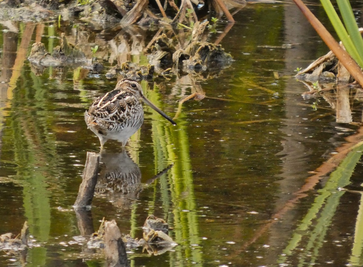Wilson's Snipe - ML646714070