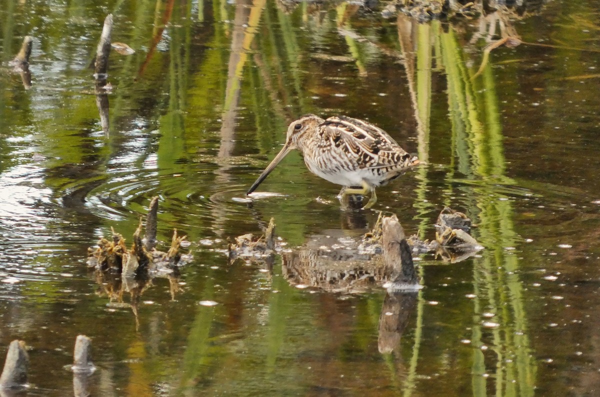 Wilson's Snipe - ML646714071