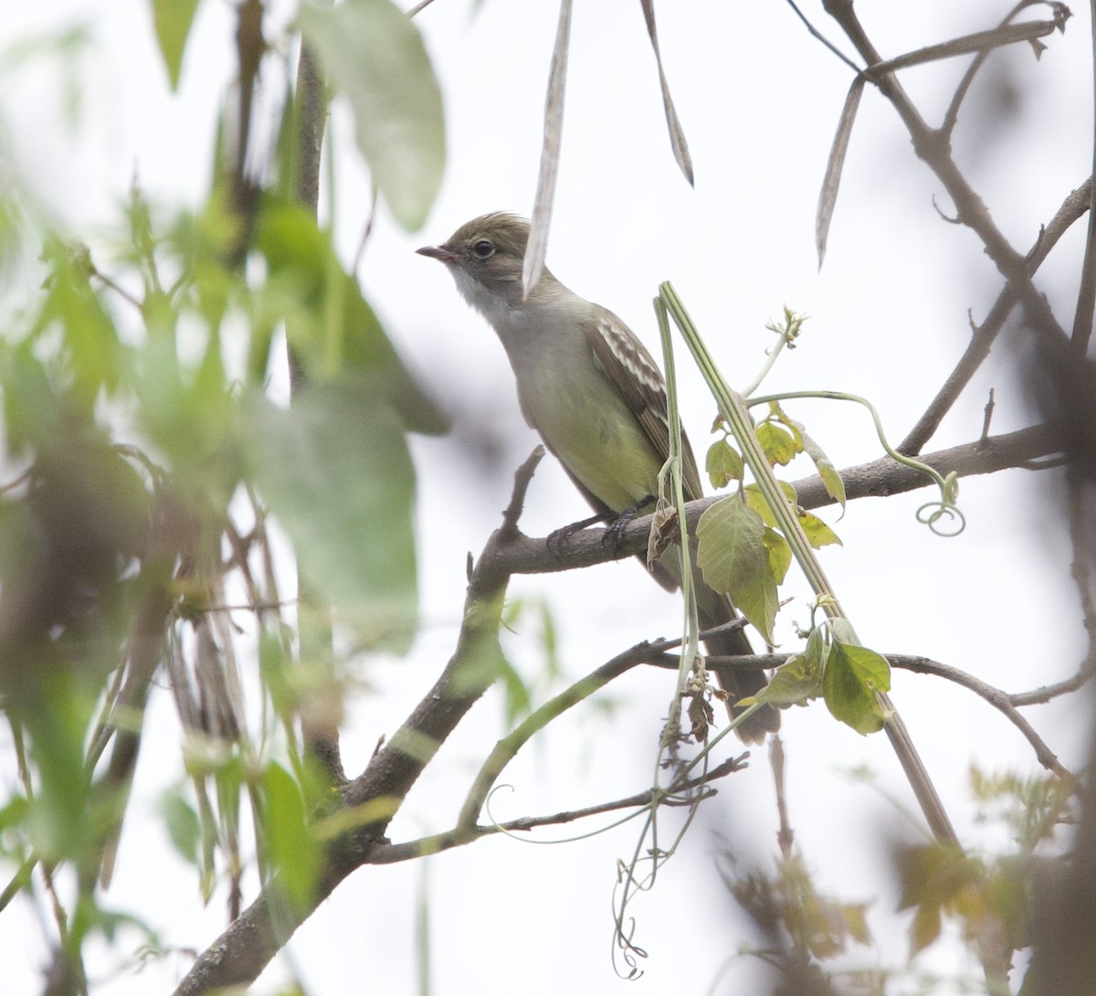 Large Elaenia - ML646714072