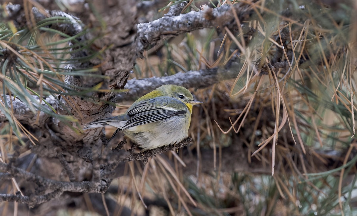 Northern Parula - ML646714073