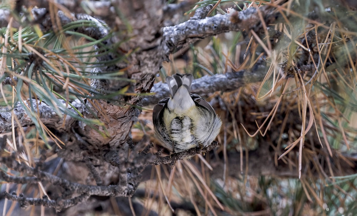 Northern Parula - ML646714074