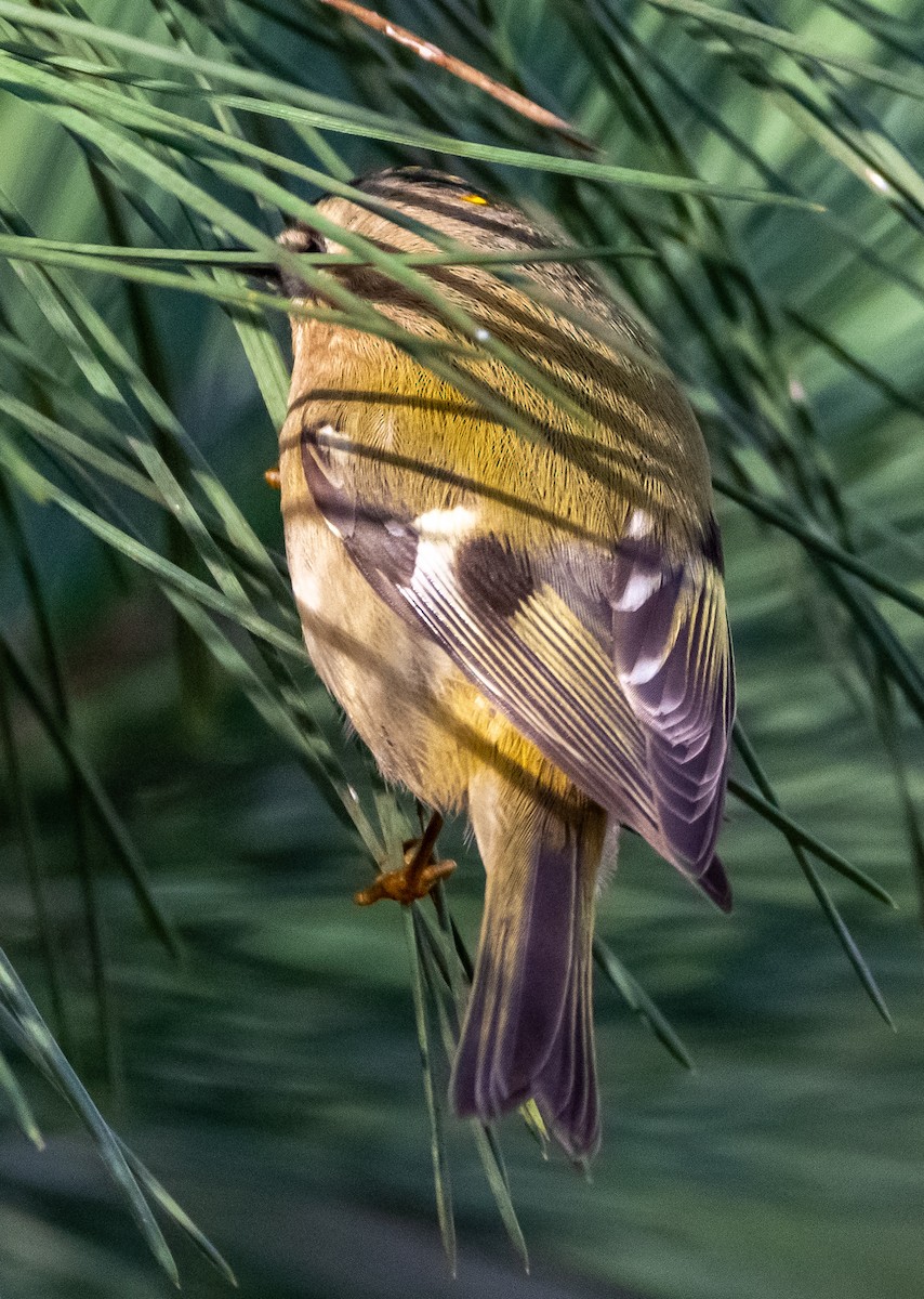 Goldcrest - ML646714075