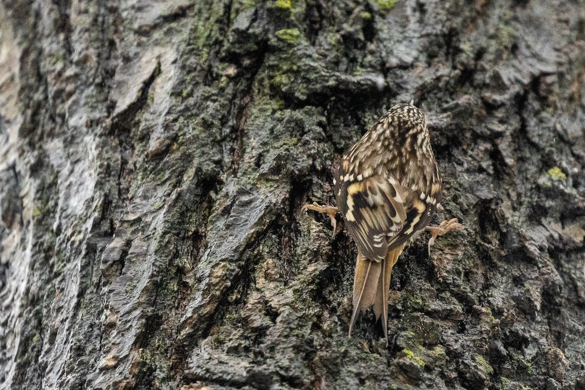 Brown Creeper - ML646714076