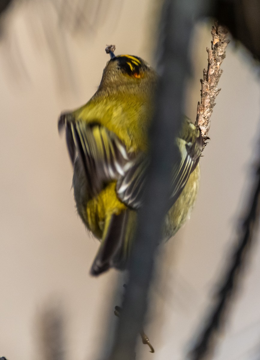 Goldcrest - ML646714077