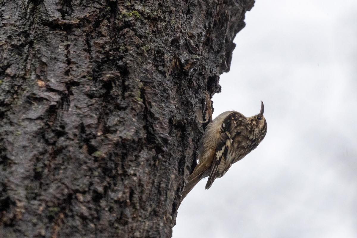 Brown Creeper - ML646714078