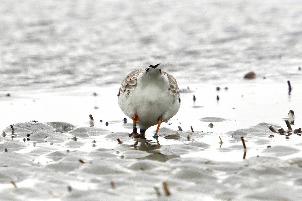 Piping Plover - ML646714079