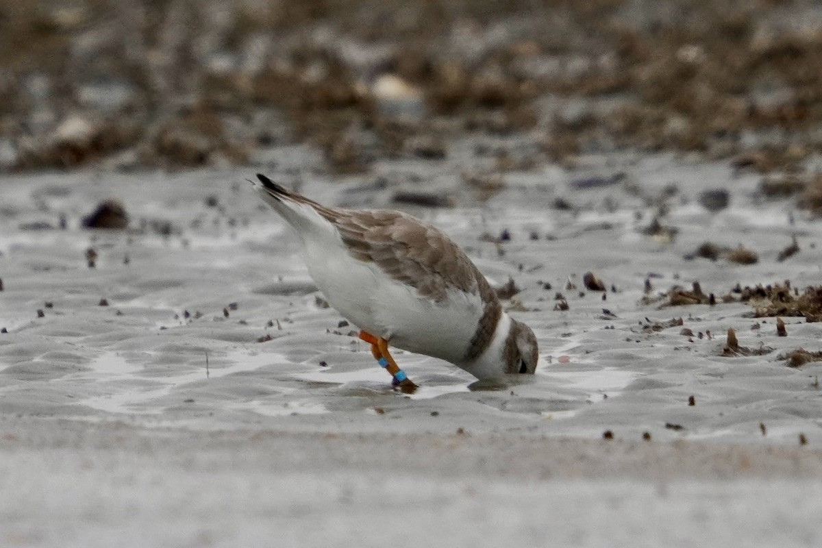 Piping Plover - ML646714080
