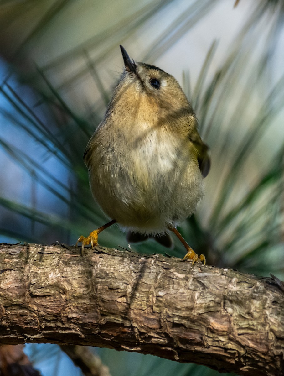Goldcrest - ML646714081
