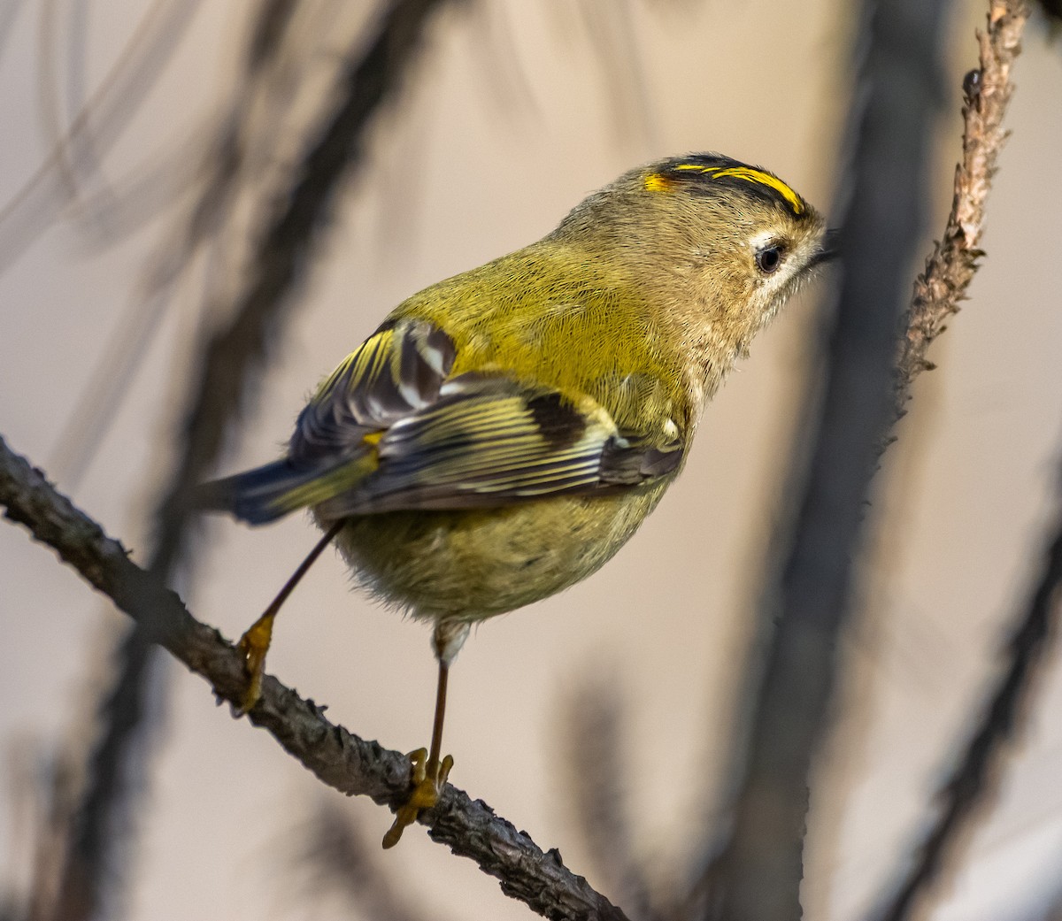 Goldcrest - ML646714082