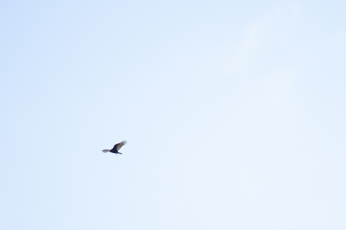 Turkey Vulture - ML646714083