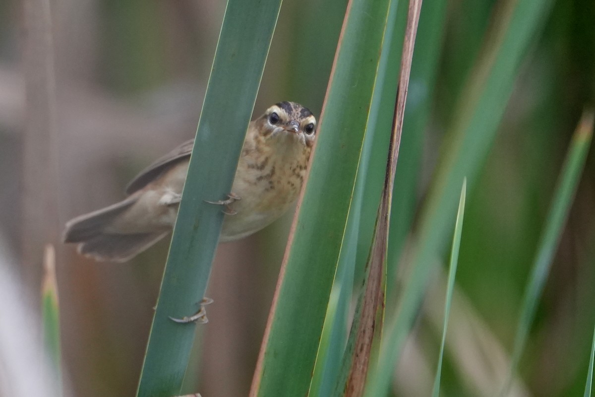 Sedge Warbler - ML646714084