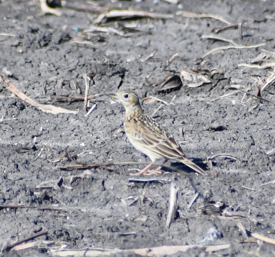 Sprague's Pipit - ML646714085