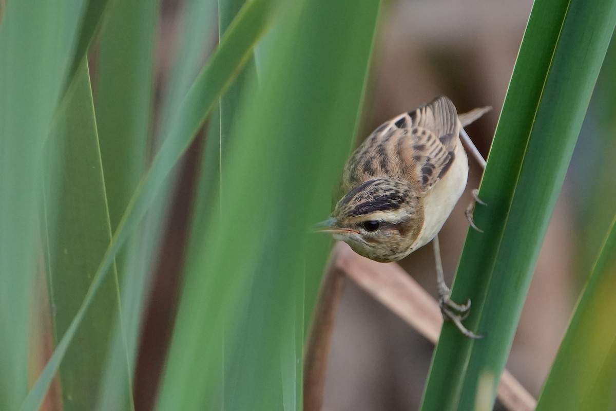Sedge Warbler - ML646714086