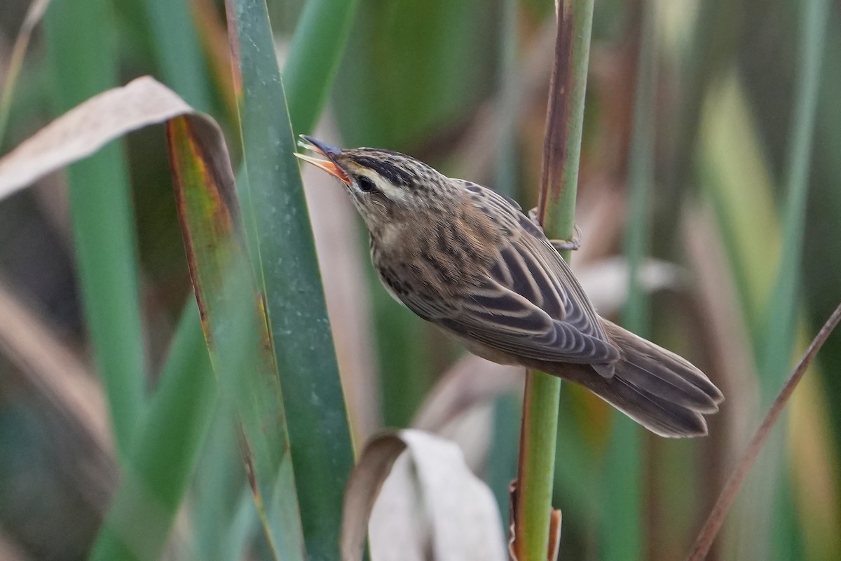 Sedge Warbler - ML646714087
