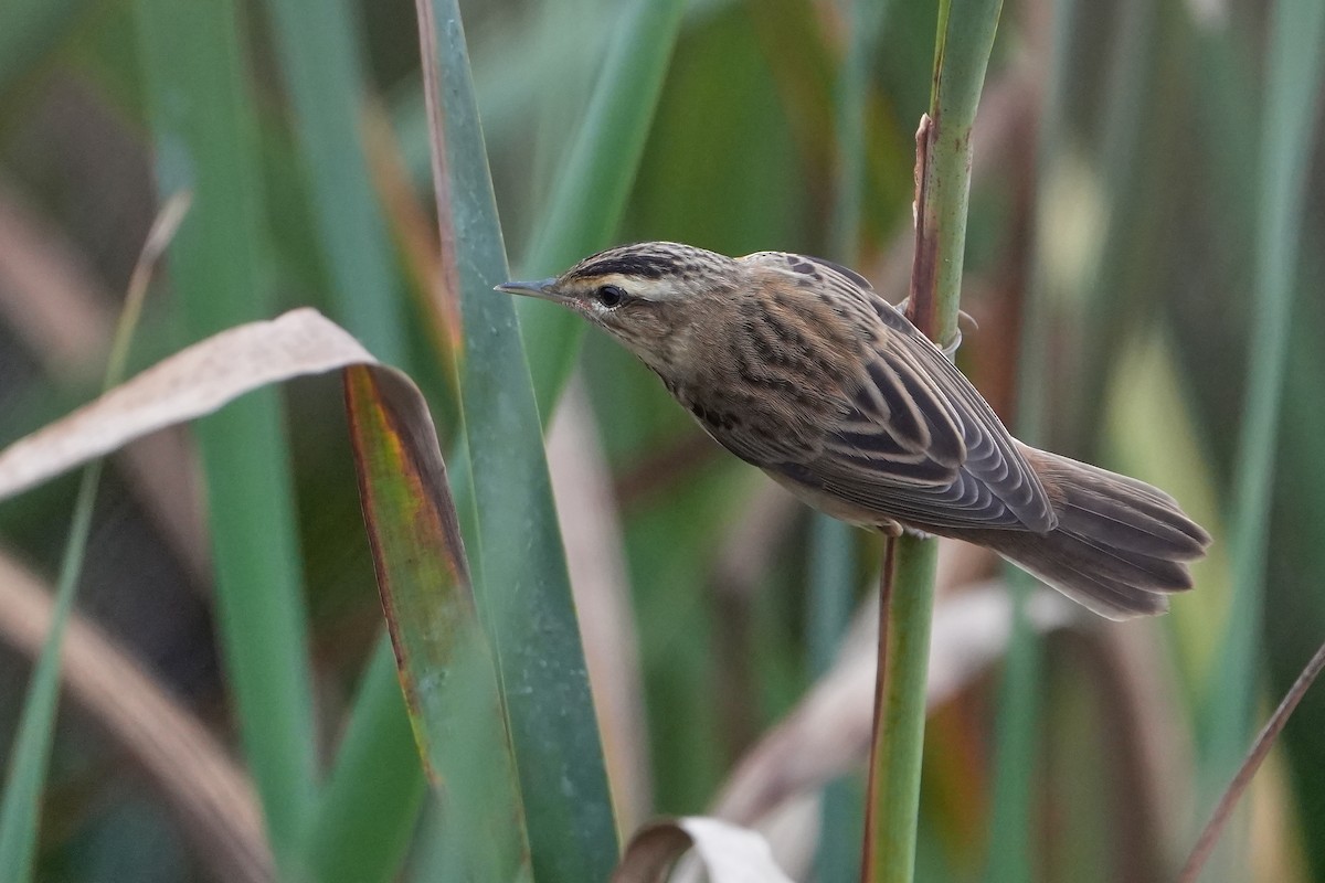 Sedge Warbler - ML646714088
