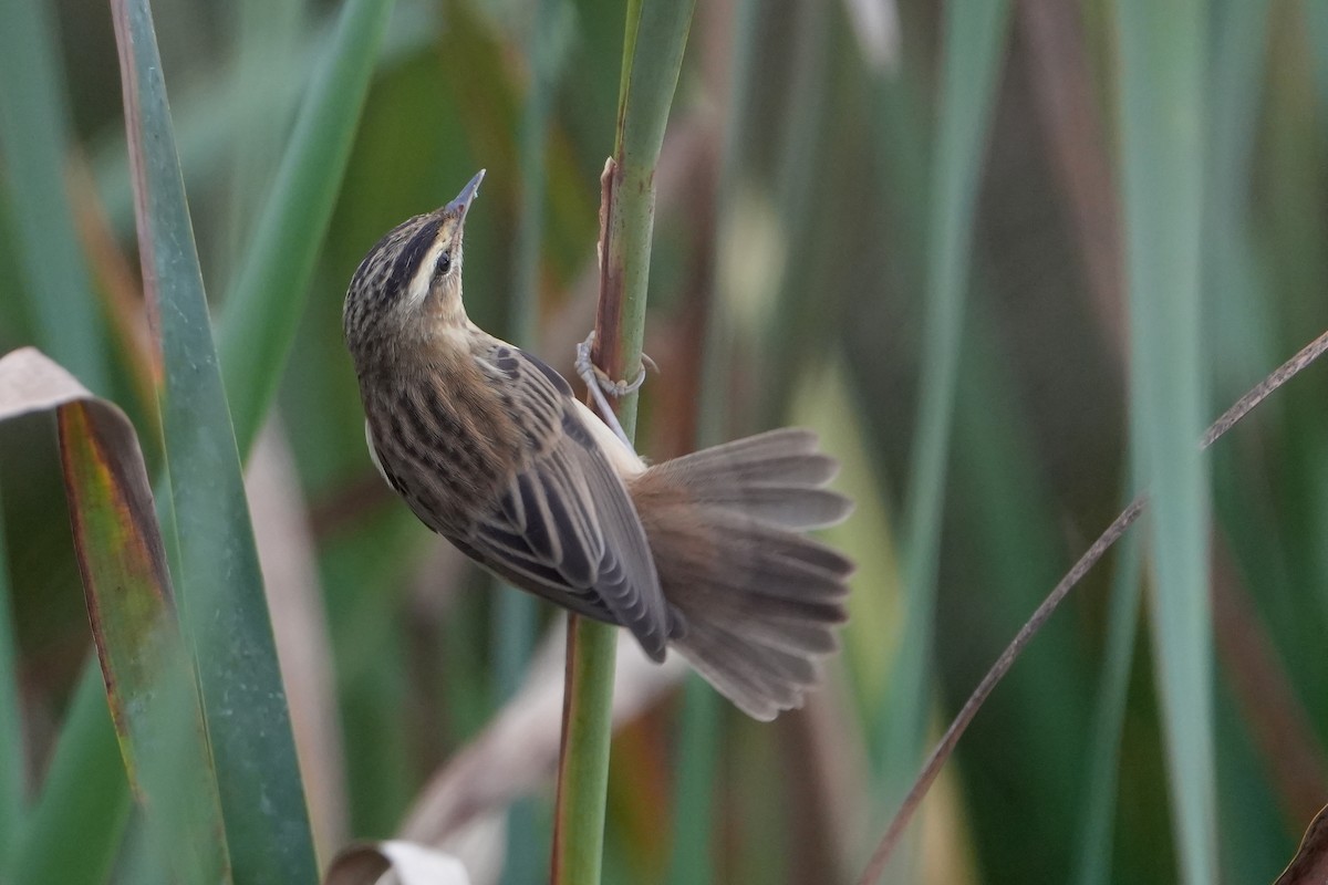 Sedge Warbler - ML646714089