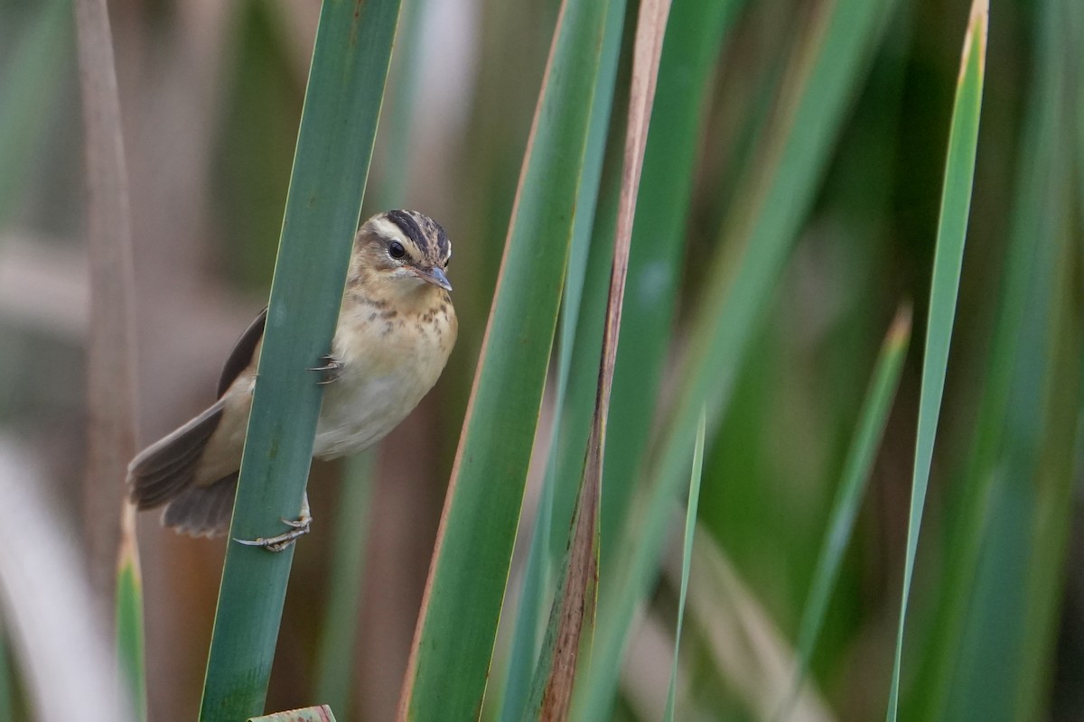Sedge Warbler - ML646714090