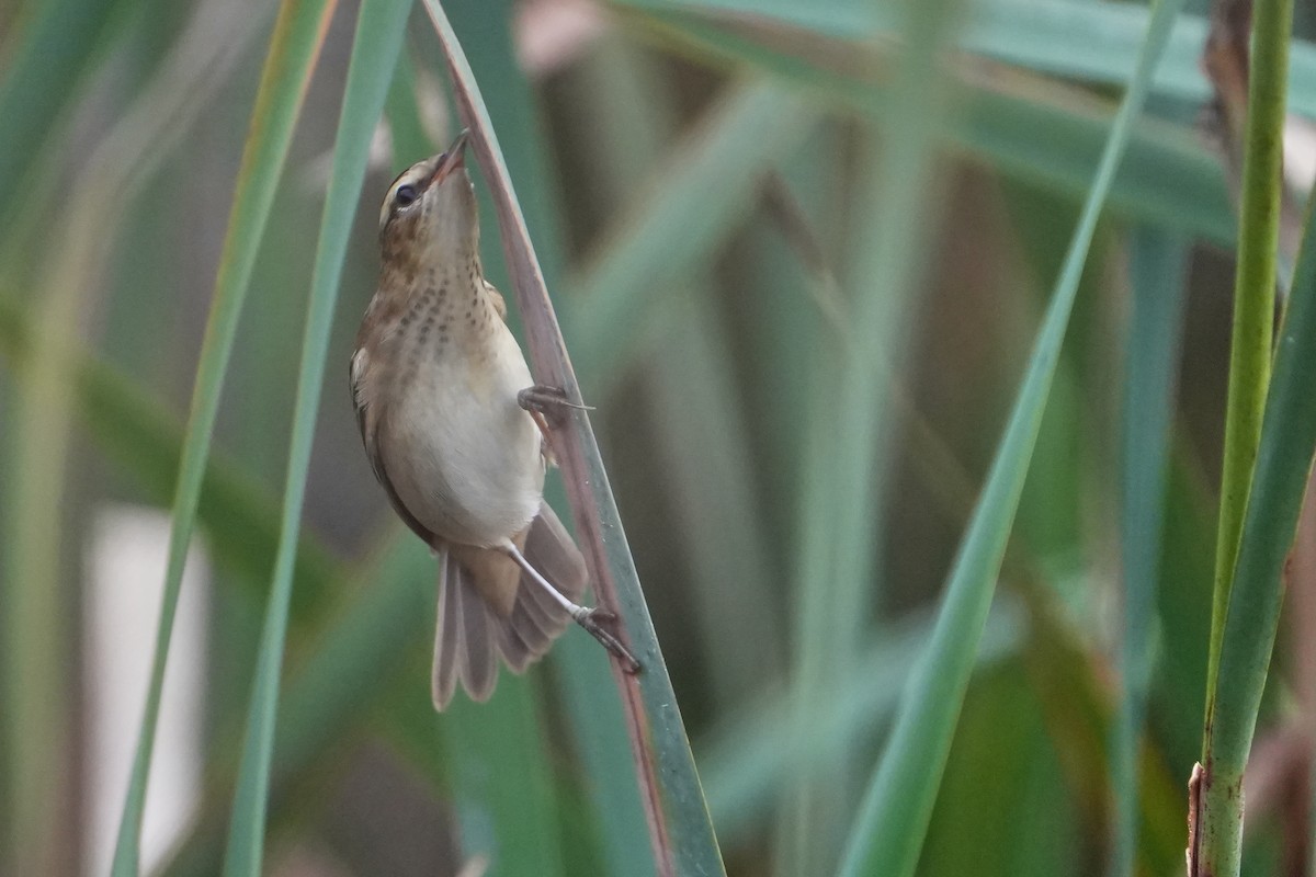 Sedge Warbler - ML646714091