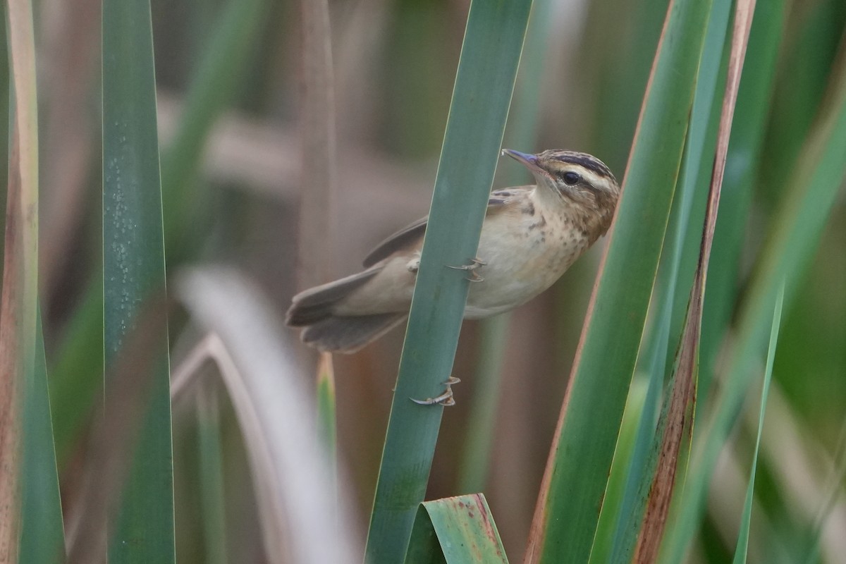 Sedge Warbler - ML646714092