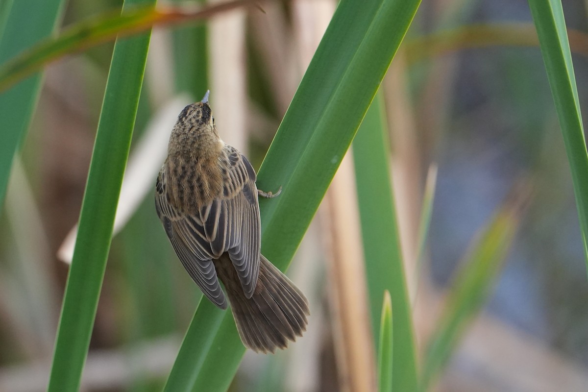 Sedge Warbler - ML646714093