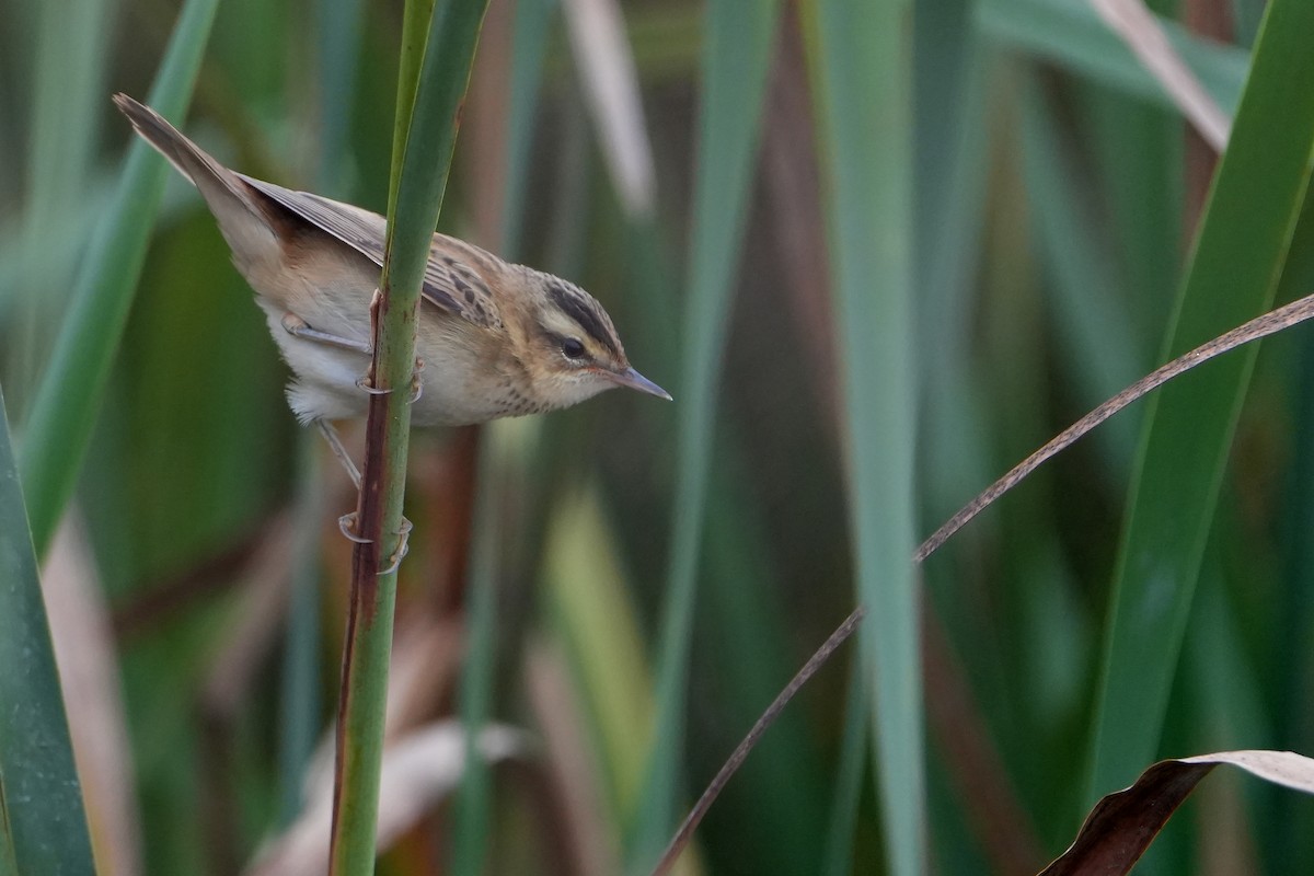 Sedge Warbler - ML646714094