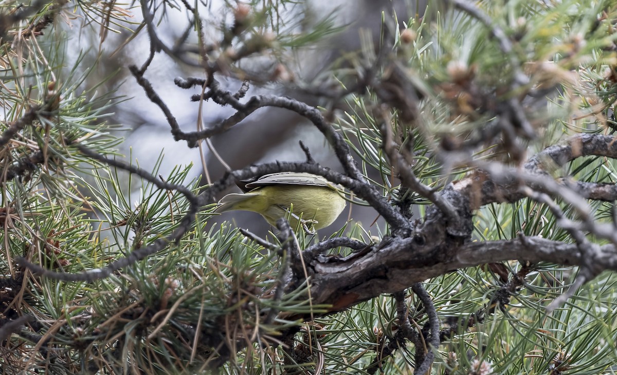 Orange-crowned Warbler - ML646714095