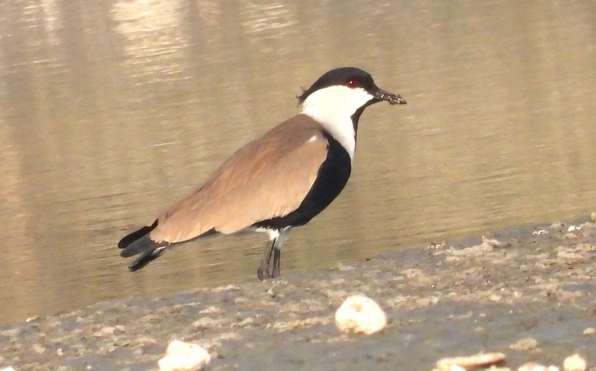 Spur-winged Lapwing - ML646714096