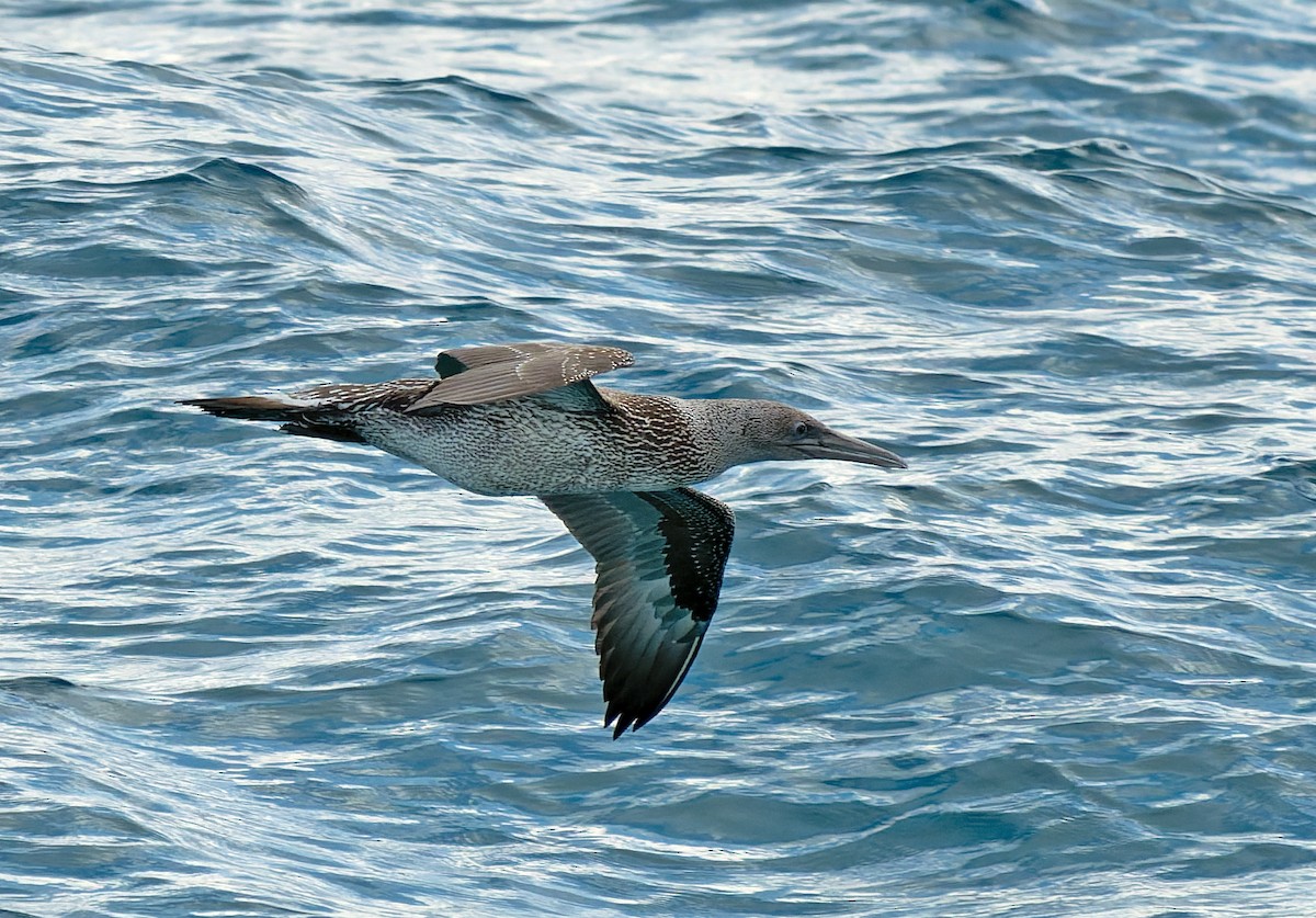 Northern Gannet - ML646714097