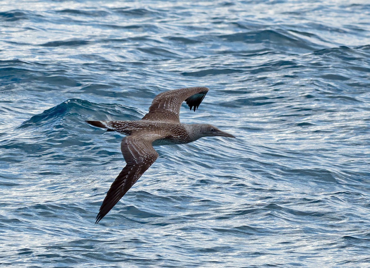 Northern Gannet - ML646714098