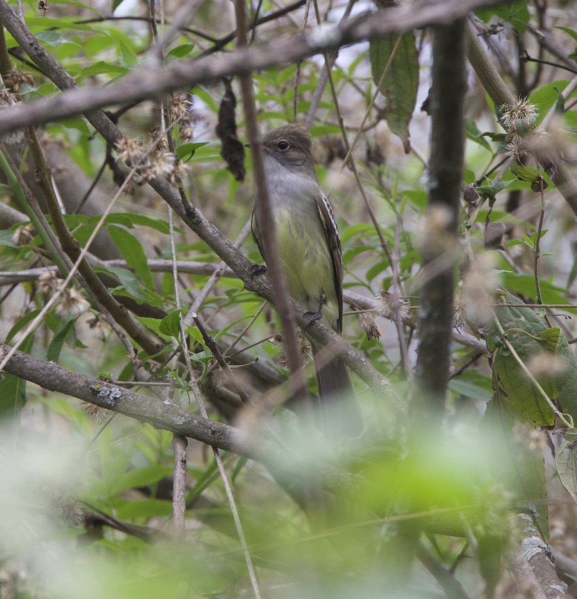 Large Elaenia - ML646714099