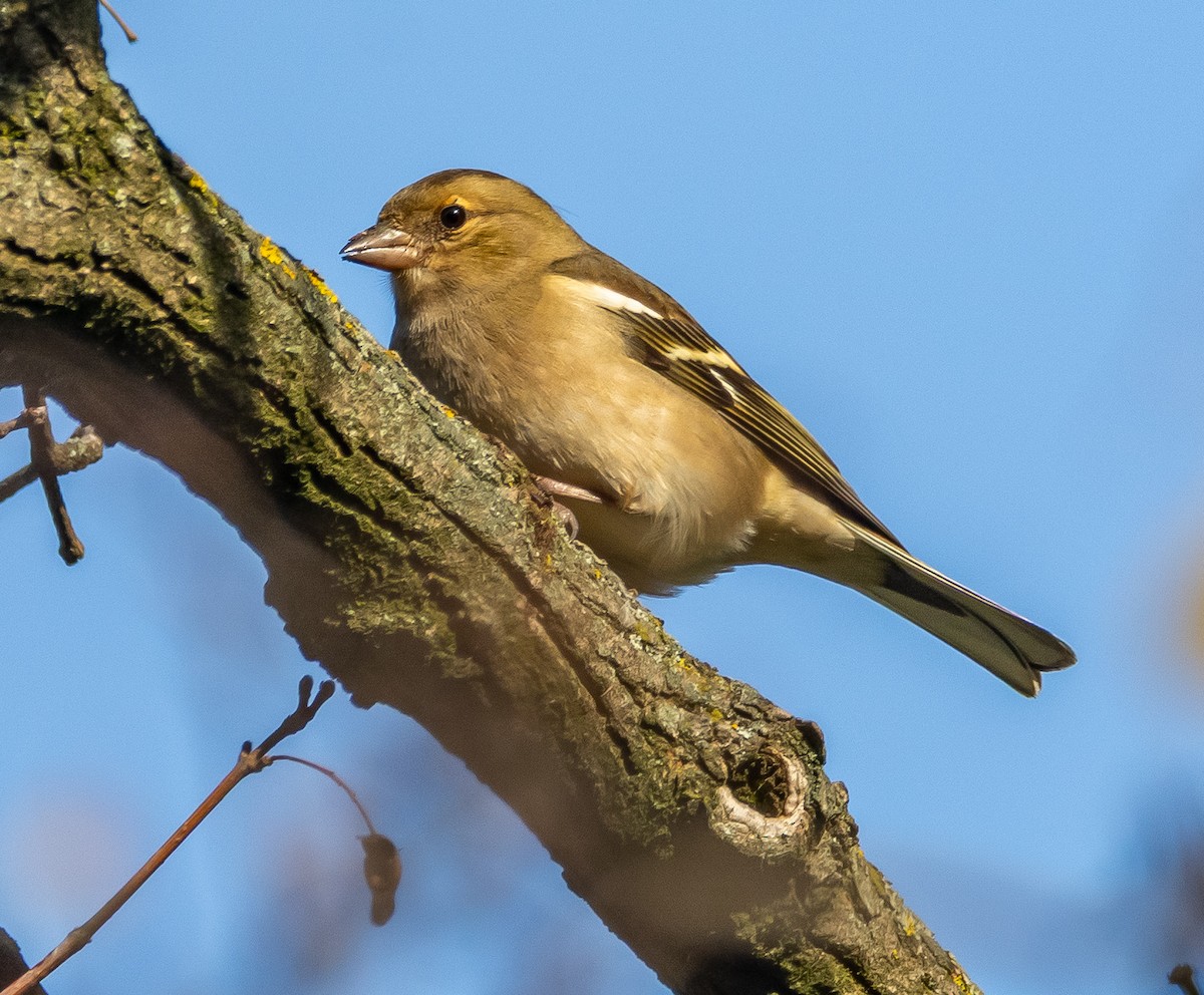 pěnkava obecná - ML646714100