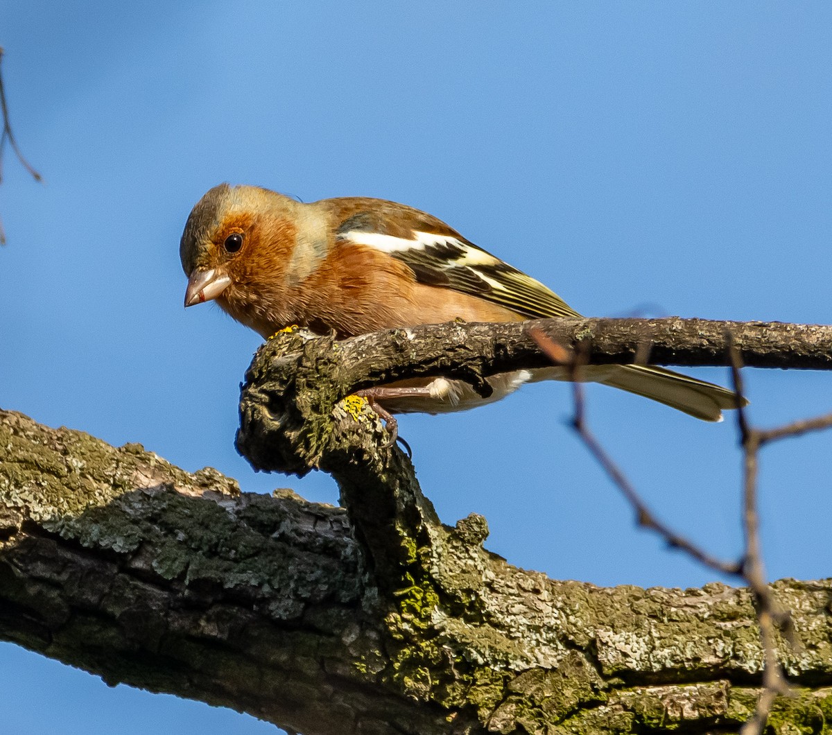 pěnkava obecná - ML646714101