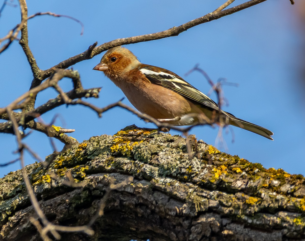 pěnkava obecná - ML646714102