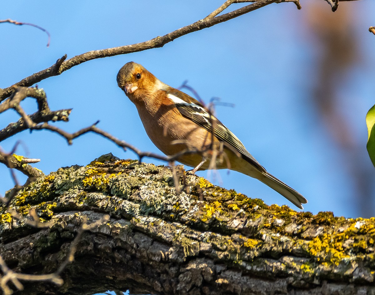 pěnkava obecná - ML646714103