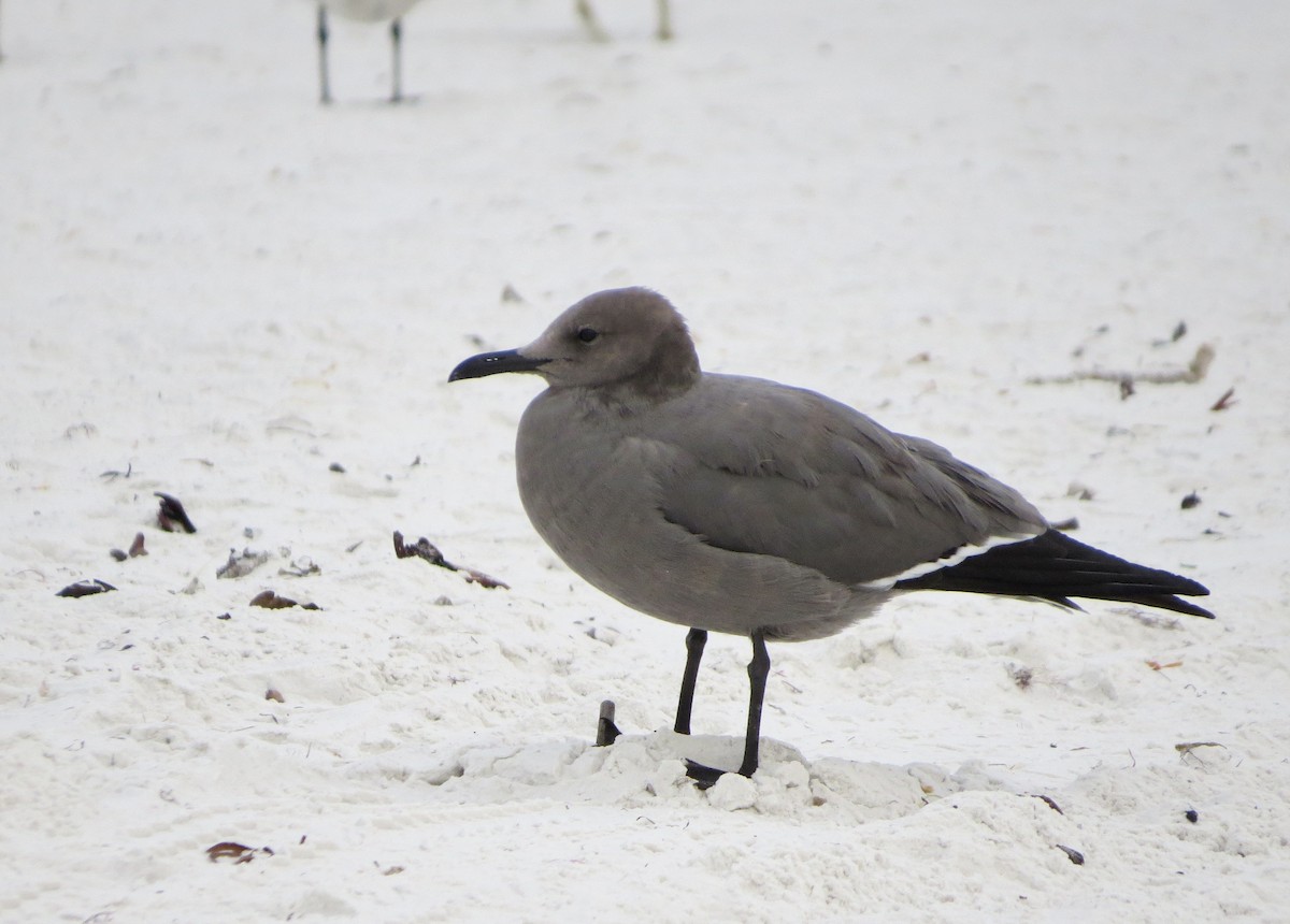 Gray Gull - ML646714104