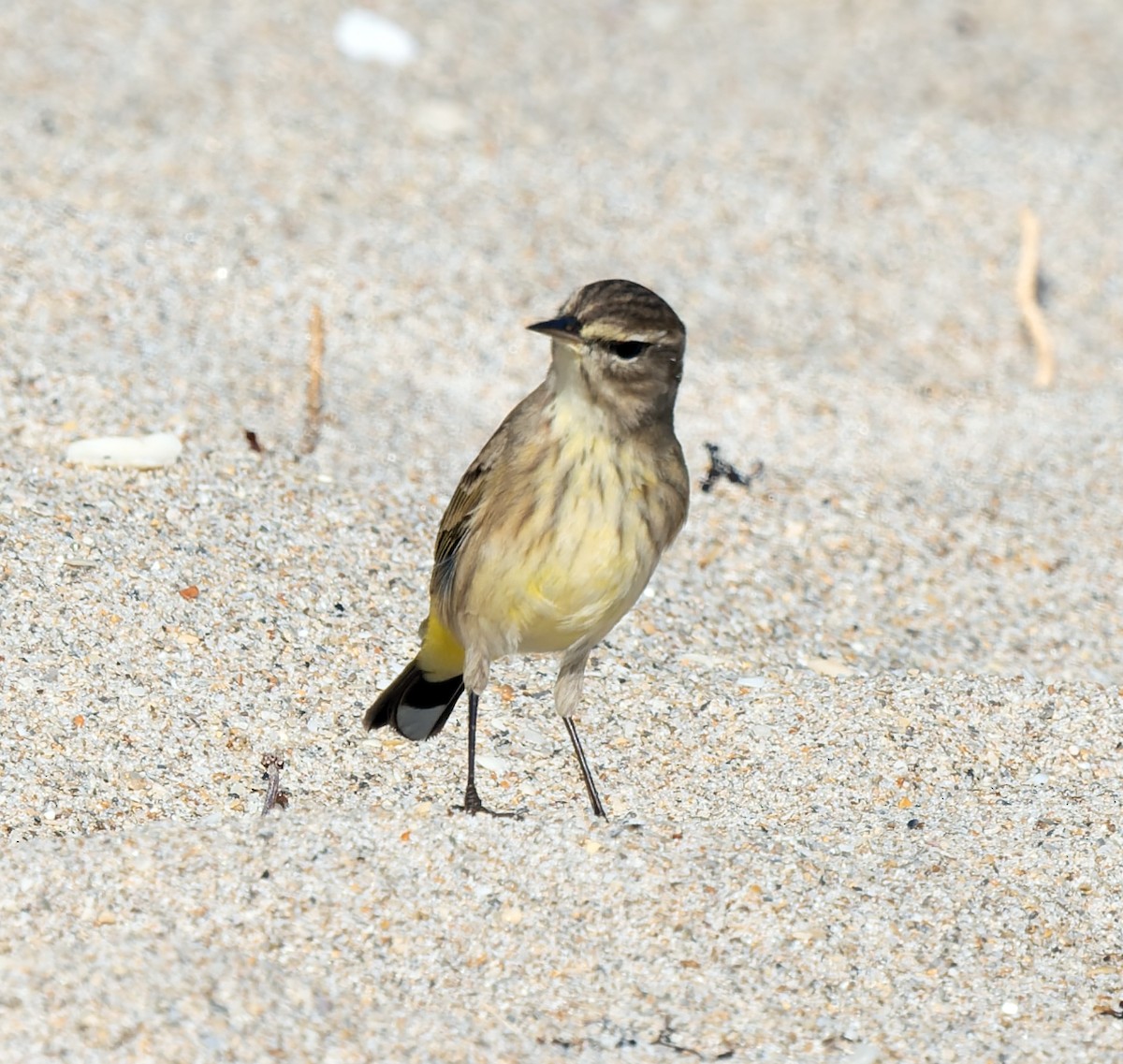 Palm Warbler - ML646714108