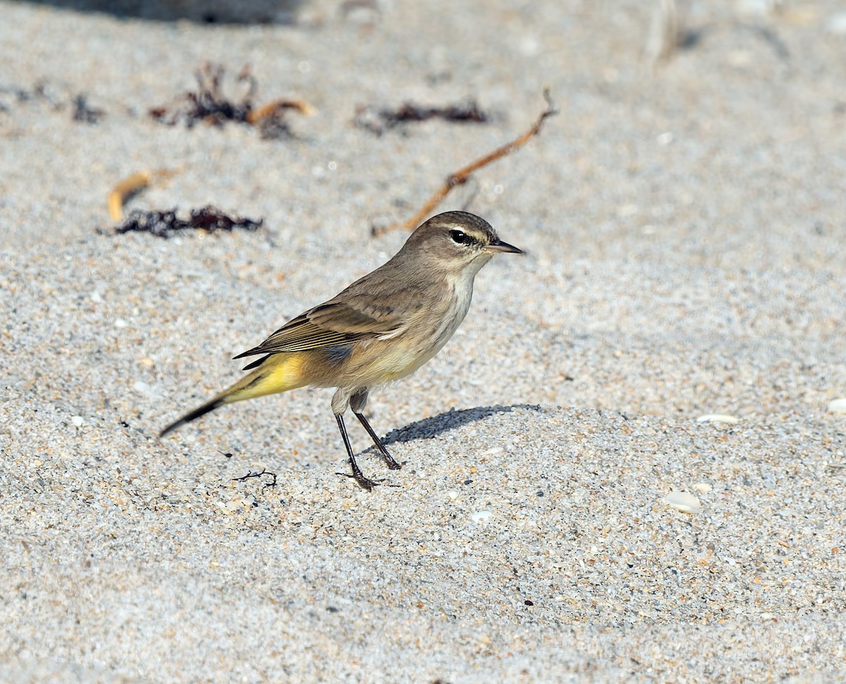 Palm Warbler - ML646714109