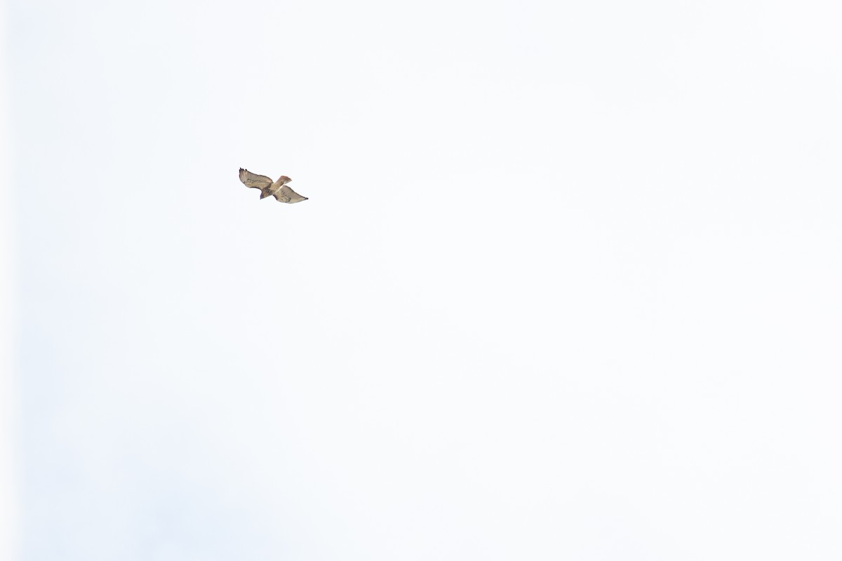 Red-tailed Hawk - ML646714111