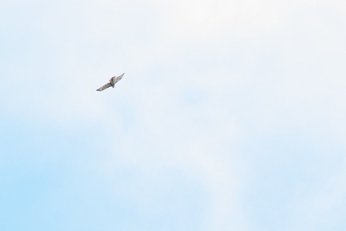 Red-tailed Hawk - ML646714112