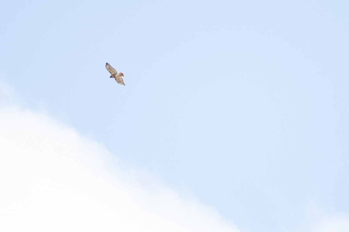 Red-tailed Hawk - ML646714113