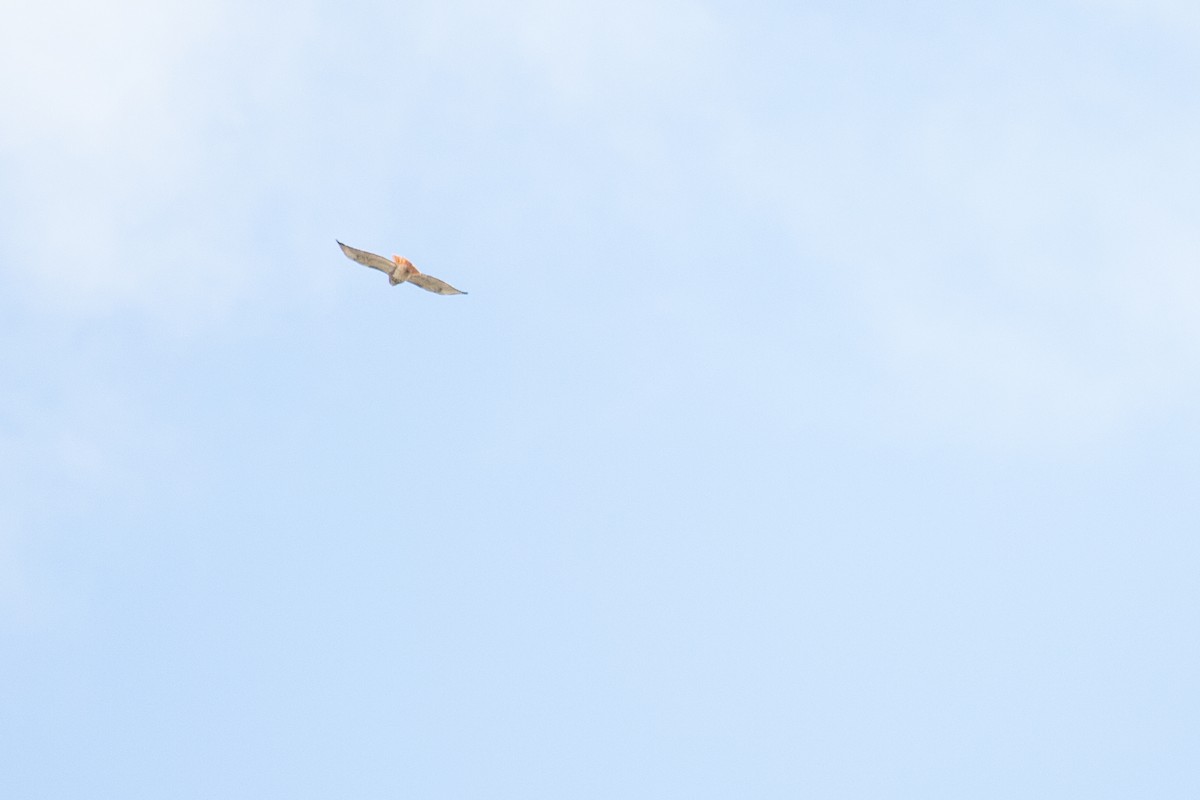 Red-tailed Hawk - ML646714114