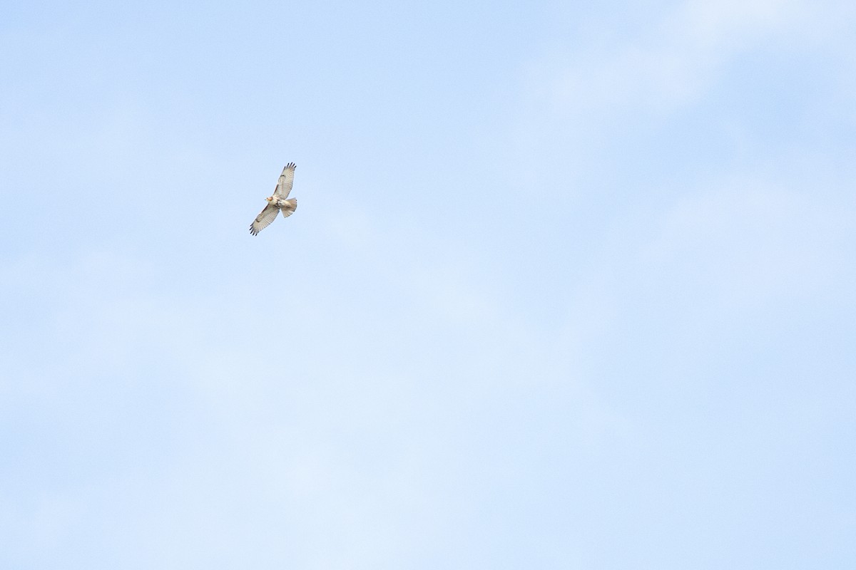 Red-tailed Hawk - ML646714115