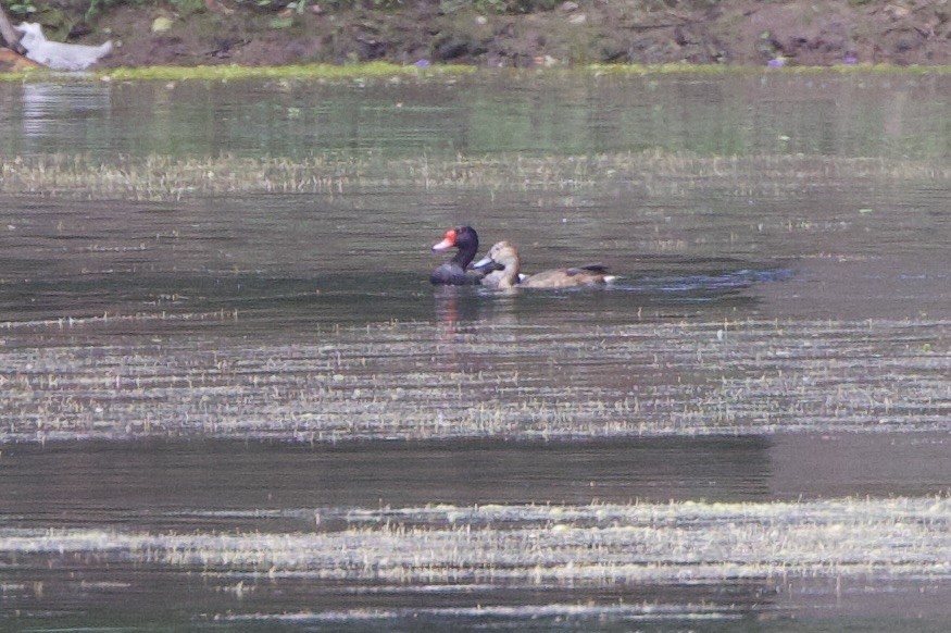 peposacaand - ML646714116