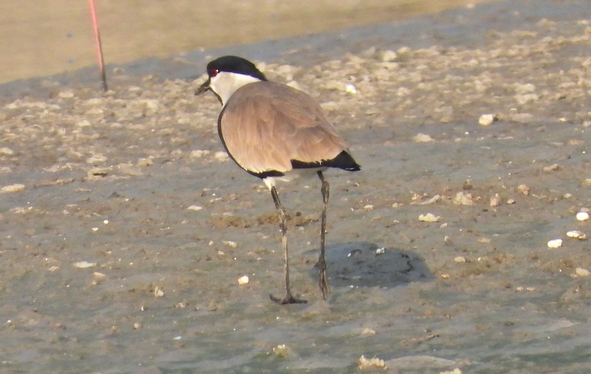 Spur-winged Lapwing - ML646714118