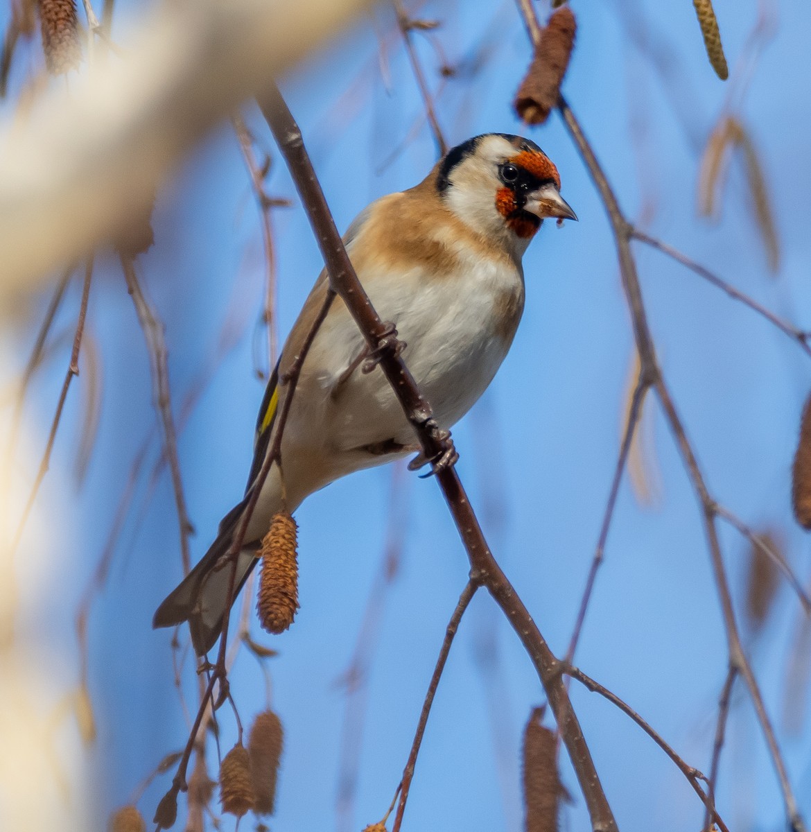 stehlík obecný - ML646714120