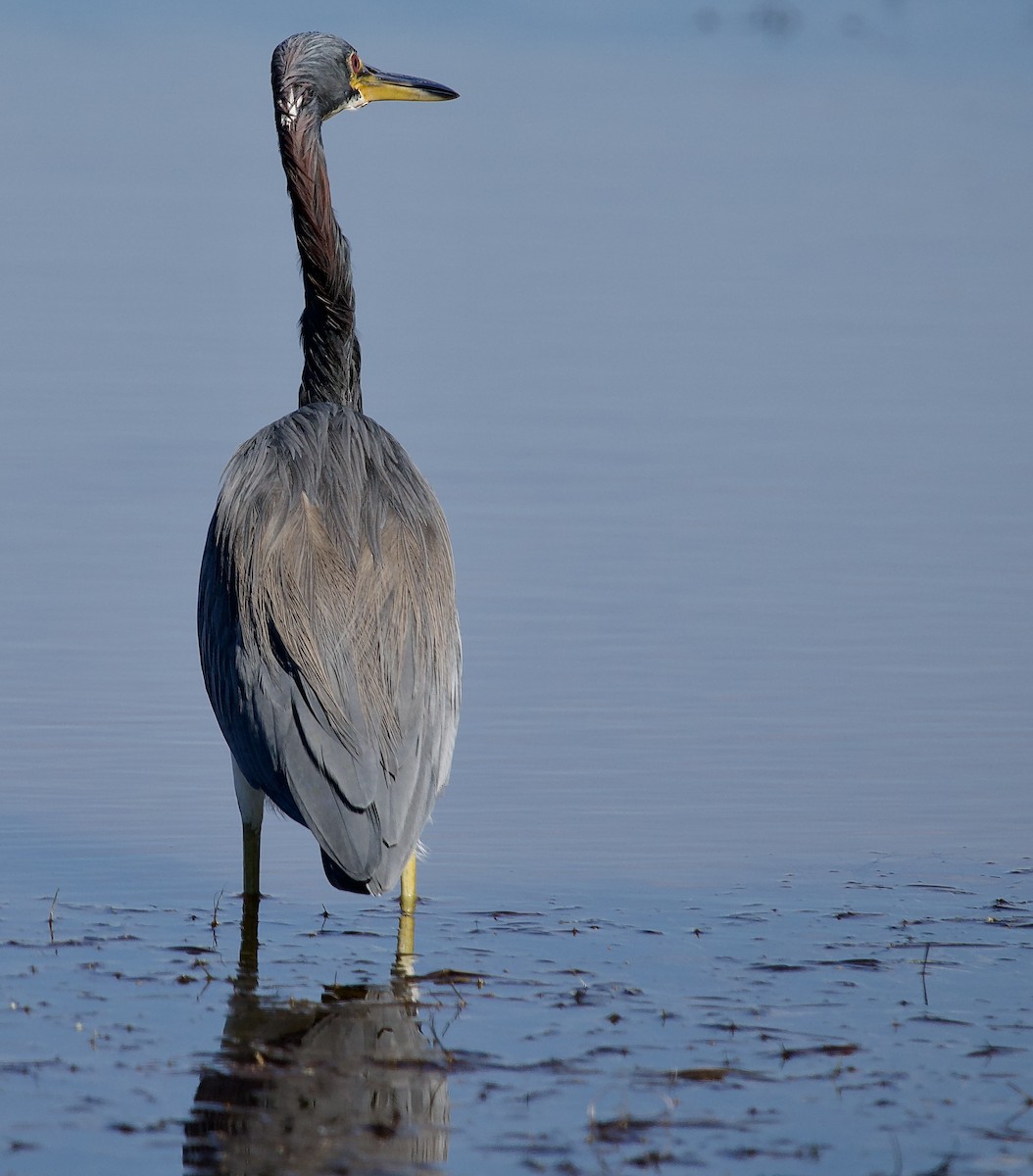 Трёхцветная цапля - ML646714121