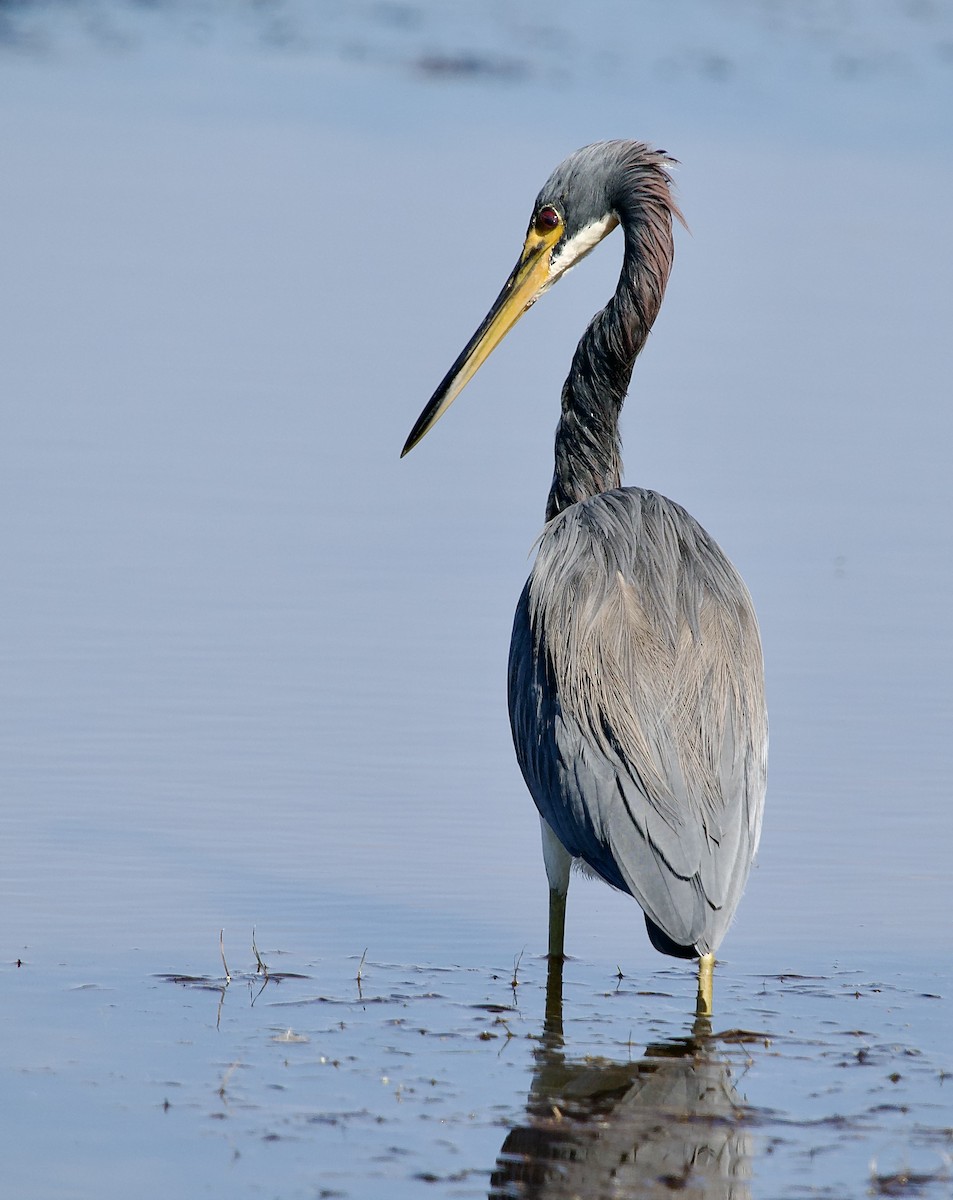 Трёхцветная цапля - ML646714122