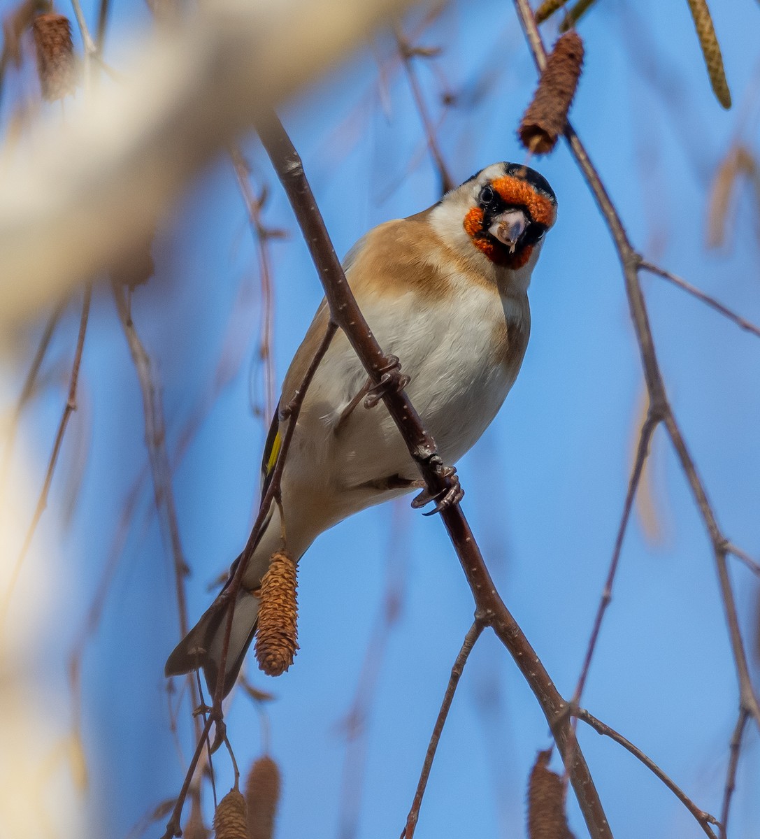 stehlík obecný - ML646714123