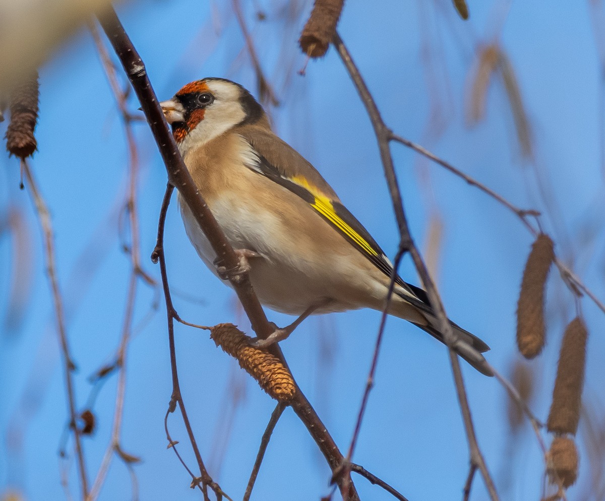 stehlík obecný - ML646714124